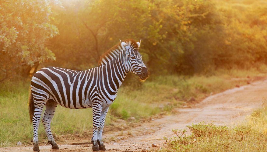 Zebra, Limpopo Province